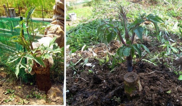 来年の秋の花畑を目指して皇帝ダリアを移植しました 晴耕雨読 僕は頑張らない