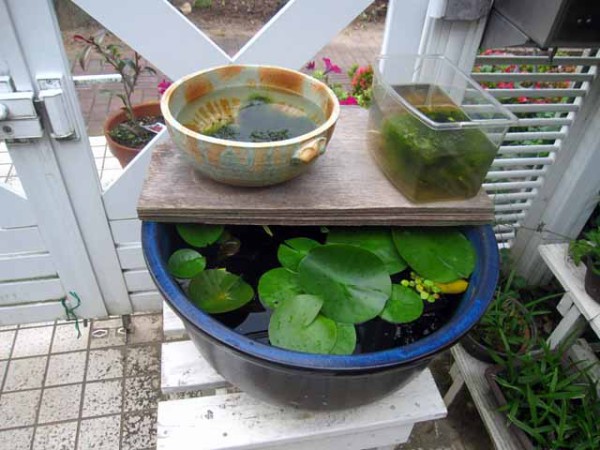 メダカの産卵 孵化の最盛期です 晴耕雨読 僕は頑張らない