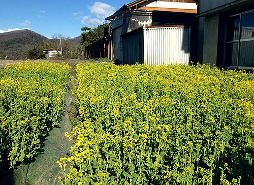 活動報告 武田通りの菜の花プランター設置に参加 神山玄太のホームページ