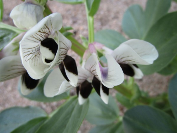 ソラマメの花 三津ヶ浜のげんたろう その２