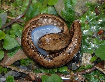 英国の生物学者 ナメクジがエロすぎて勃起する ジオろぐ