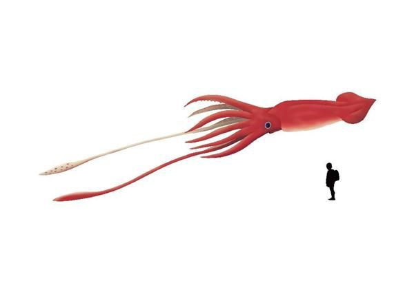 化石 最大級のイカ タコ化石発見 全長は１０メートル超 ダイオウイカ上回る可能性 白亜紀地層から ジオろぐ