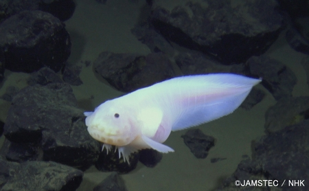 悲報 人類さん 未だに深海の95 を探索しきれていない ジオろぐ
