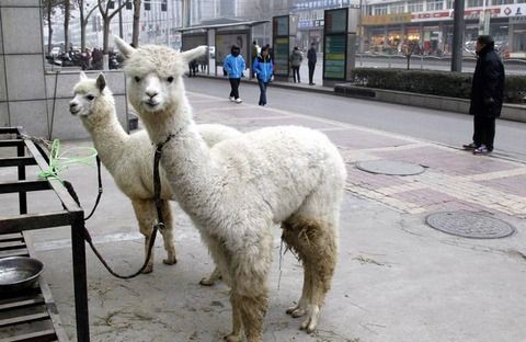 アルパカの可愛さは異常 アルパカ動物園とかやれば流行りそう ジオろぐ