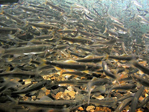 琵琶湖で大きくなあれ 産卵期迎えたアユ放流 ９月上旬までに約２５万匹 滋賀 高島市 古座川の民宿やまびこ便り