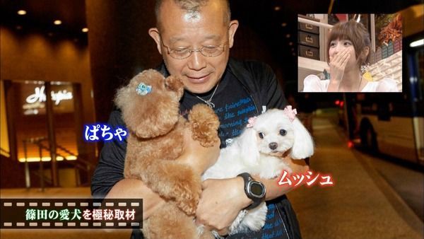 篠田麻里子 愛犬の死に沈痛 甘えん坊で 芸能トレンドまとめ