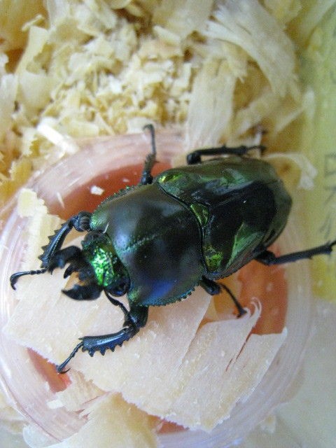 綺麗なニジイロクワガタ 有ります 昆虫ショップghost ゴースト 綺麗なニジイロクワガタ 有ります 昆虫ショップghost ゴースト