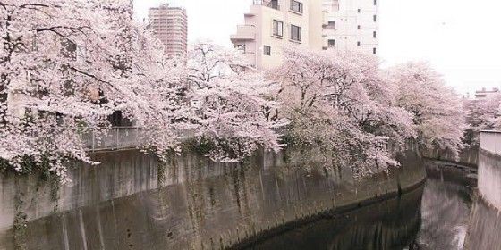 神田川は 隠れた桜の名所 高田馬場 ラビネスト ひまつぶしノート 劇場のある街