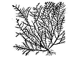 海食台とテングサ No 437 土木の風景