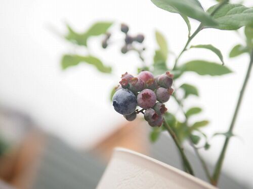 ベランダ菜園ブルーベリー 収穫 弁理士ぎんじの子育て絵巻