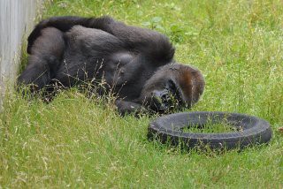Perfumeのあーちゃんがゴリラに見えるんだが 画像あり 株ログ速報