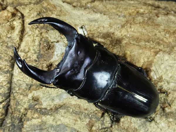 国産オオクワ極太血統！！ : カブトクワガタ☆GLOBAL