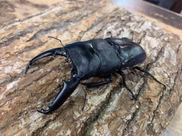 フィリピンワイルド便入荷！ : カブトクワガタ☆GLOBAL