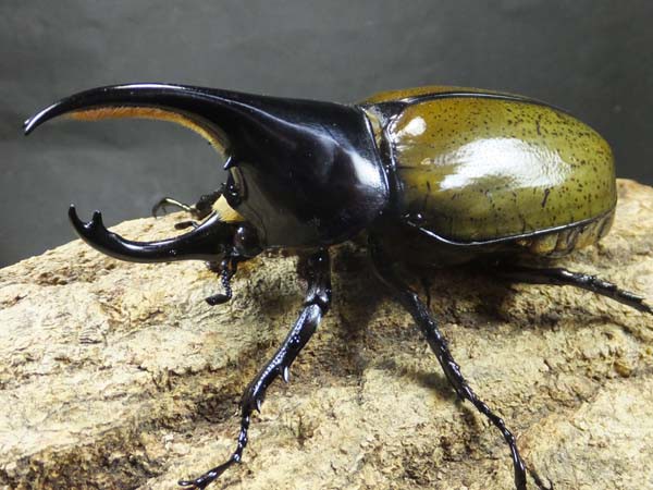 モロンオオカブト : カブトクワガタ☆GLOBAL