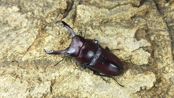 渡嘉敷島 : カブトクワガタ☆GLOBAL