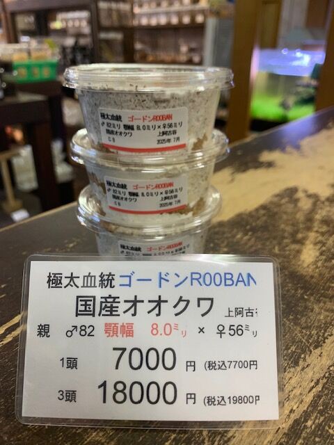 一般市民O Amazon | マイクロエース Nゲージ 都営三田線6300形 3次車 6330F