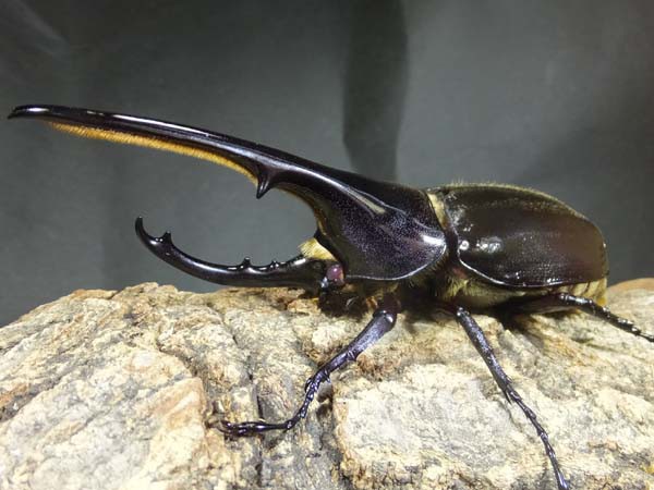 ヘラクレスレッドアイ！！ : カブトクワガタ☆GLOBAL