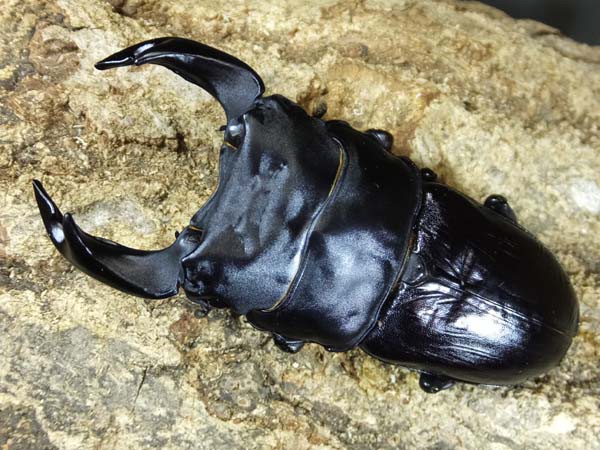 国産オオクワガタ　ゴードンR00BAN 極太血統ゴードンR : カブトクワガタ☆GLOBAL