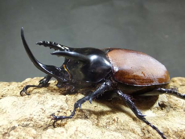WILD！サンボンツノカブト！！ : カブトクワガタ☆GLOBAL