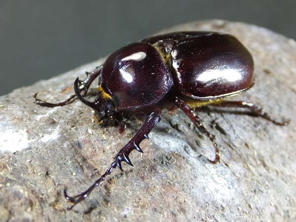 サタンオオカブト入荷! : カブトクワガタ☆GLOBAL サタンオオカブト入荷! : カブトクワガタ☆GLOBAL