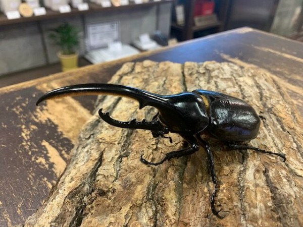 ヘラクレスヘラクレス : カブトクワガタ☆GLOBAL