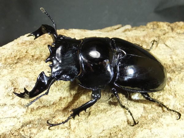 ピカピカ : カブトクワガタ☆GLOBAL