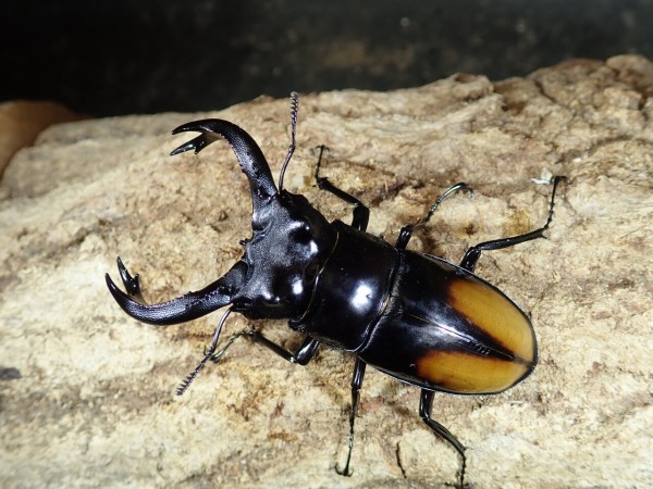 大型血統スマトラヒラタ！ : カブトクワガタ☆GLOBAL