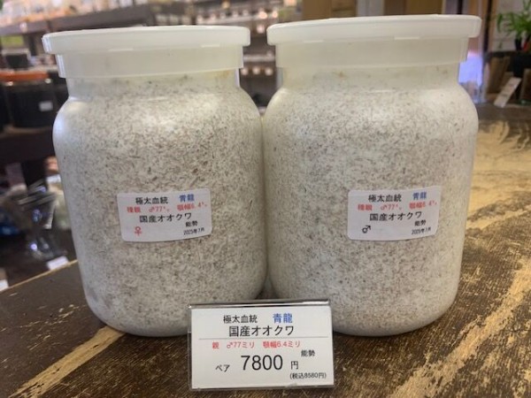 国産オオクワガタ　ゴードンR00BAN Insect Shop GLOBAL | 極太血統 国産オオクワ 【ゴードンR00BAN