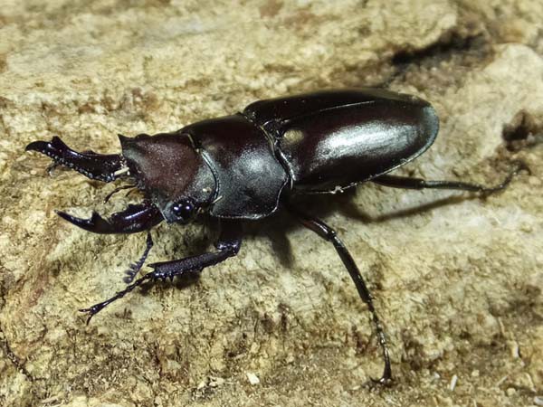 キンオニクワガタ : カブトクワガタ☆GLOBAL