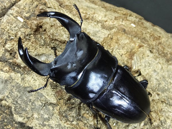 極太血統ゴードンR : カブトクワガタ☆GLOBAL