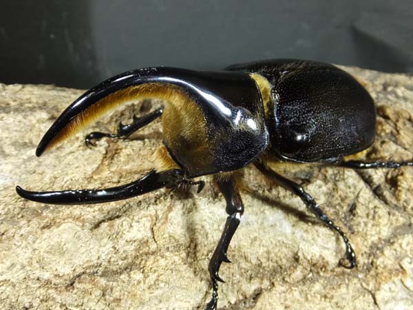 サタンオオカブト、カブト、クワガタ、福袋×2 サタンオオカブト入荷！ : カブトクワガタ☆GLOBAL