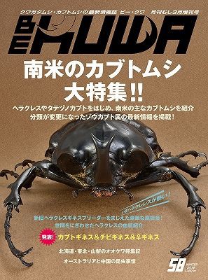 ビークワは金曜日！ : カブトクワガタ☆GLOBAL