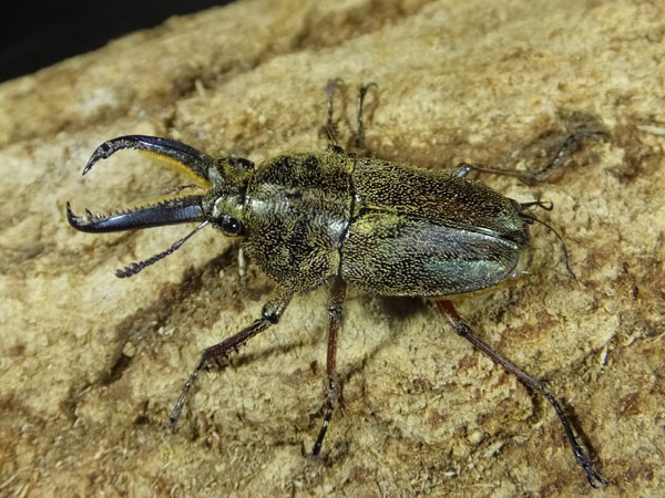 レア種最終ペア！ : カブトクワガタ☆GLOBAL