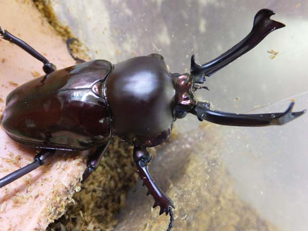 カラフル☆ニジイロクワガタ : カブトクワガタ☆GLOBAL