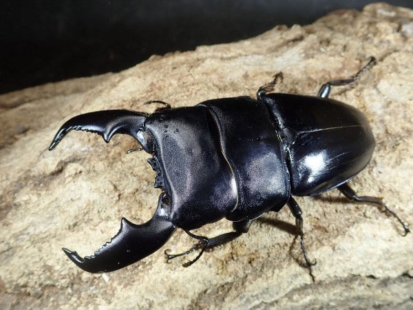 スマトラヒラタ＆パラワンオオヒラタ : カブトクワガタ☆GLOBAL
