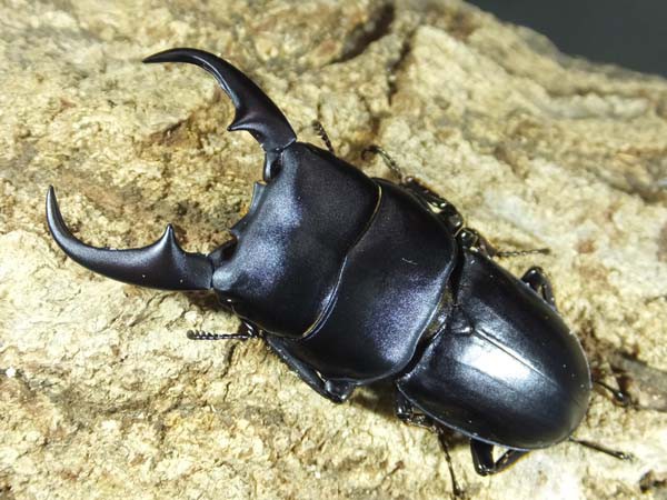 WILD！サンボンツノカブト！！ : カブトクワガタ☆GLOBAL
