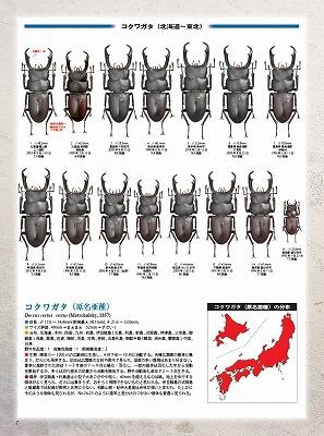 最新号ビークワ情報！ : カブトクワガタ☆GLOBAL