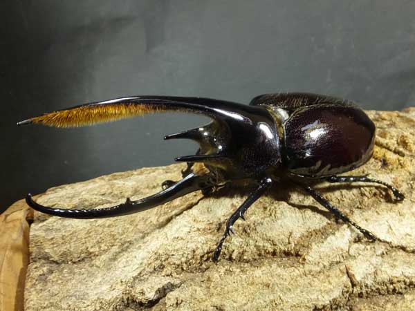 ネプチューン大型！特大完品！ : カブトクワガタ☆GLOBAL