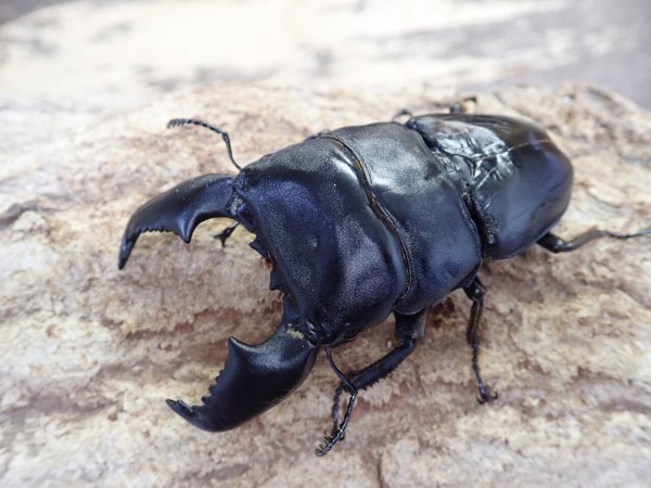 極太血統スマトラオオヒラタ！ : カブトクワガタ☆GLOBAL