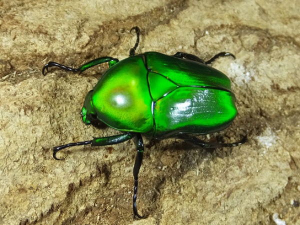 カナダ産 三葉虫 Greenops widderensis アメリカ産三葉虫｜恐竜・化石