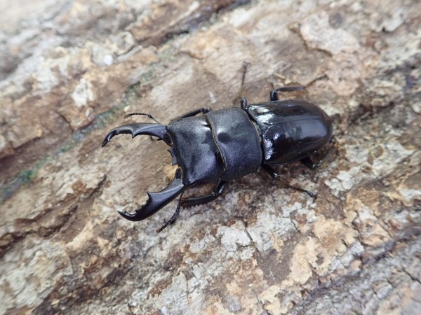 ハチジョウヒラタ : カブトクワガタ☆GLOBAL