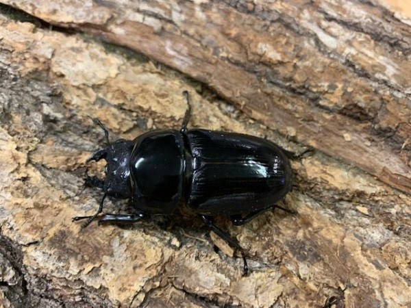 国産オオクワガタゴードンR00BAN