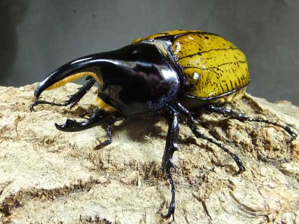 エレファスゾウカブト＆マヤシロカブト : カブトクワガタ☆GLOBAL