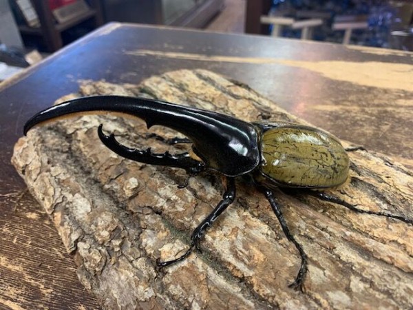 ヘラクレスヘラクレス : カブトクワガタ☆GLOBAL