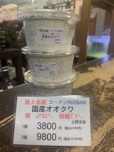 国産オオクワガタ　ゴードンR00BAN 極太血統国産オオクワ : カブトクワガタ☆GLOBAL