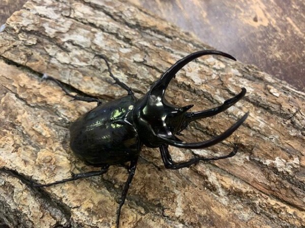 フィリピンワイルド便入荷！ : カブトクワガタ☆GLOBAL