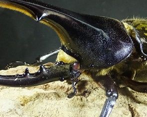 レッドアイ！ : カブトクワガタ☆GLOBAL