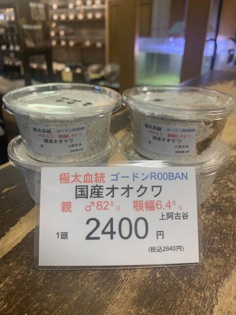 極太血統国産オオクワ : カブトクワガタ☆GLOBAL