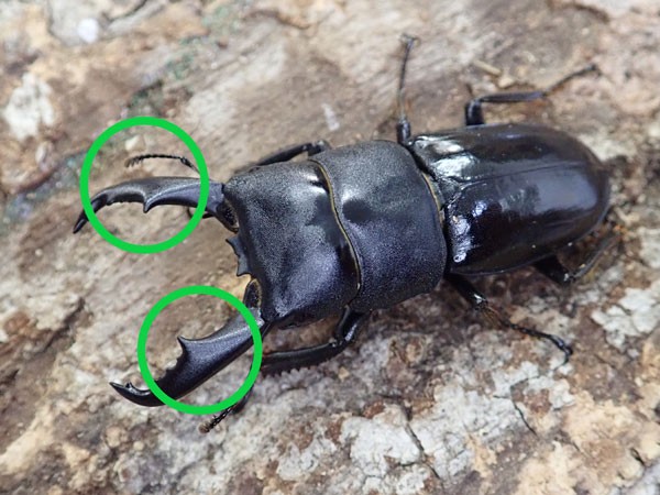 ハチジョウヒラタ : カブトクワガタ☆GLOBAL