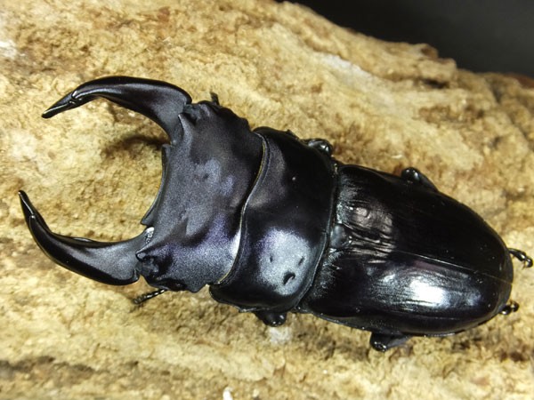 極太血統！青龍！玄武！ : カブトクワガタ☆GLOBAL